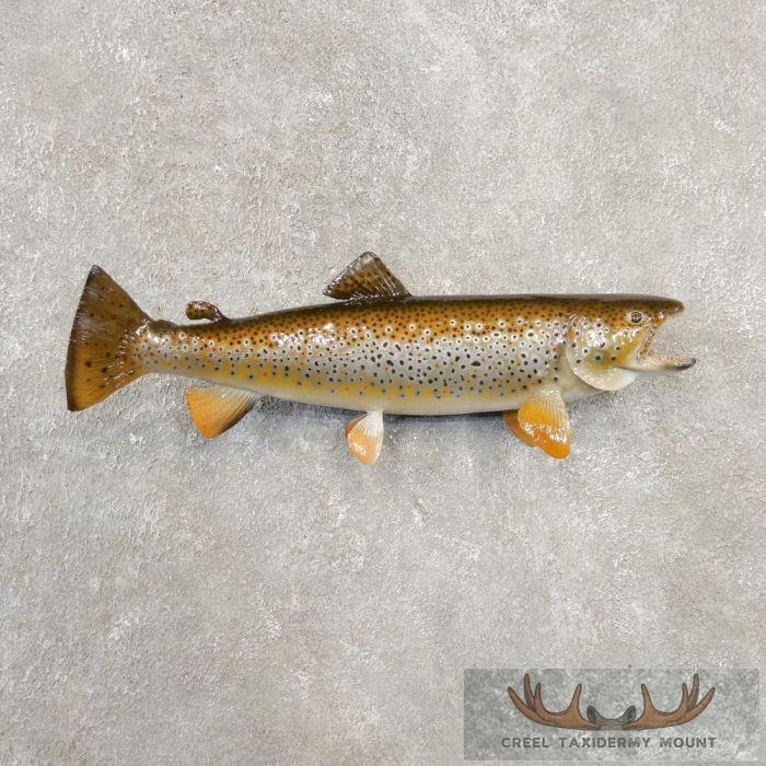 18.5" Brown Trout Taxidermy Fish Mount For Sale