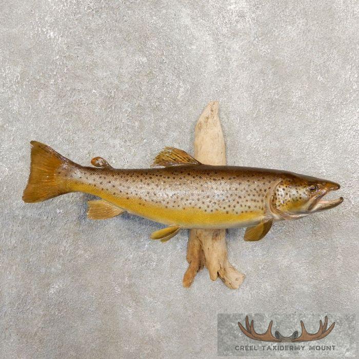 19.5" Brown Trout Taxidermy Fish Mount For Sale