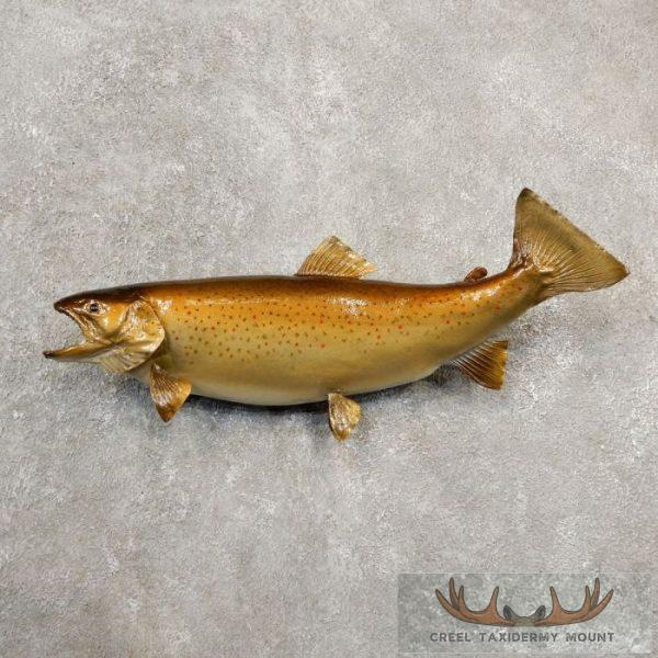 21.75" Brown Trout Taxidermy Fish Mount For Sale