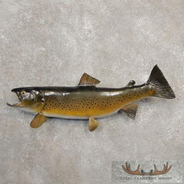 23" Brown Trout Taxidermy Fish Mount For Sale