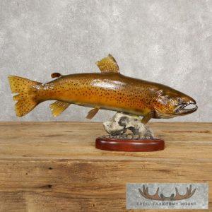 21" Brown Trout Taxidermy Fish Mount Taxidermy