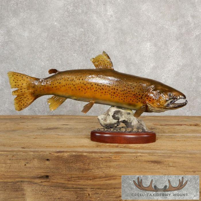 21" Brown Trout Taxidermy Fish Mount For Sale