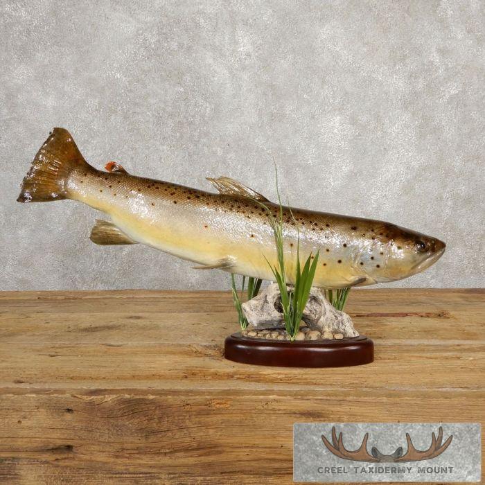 Brown Trout Taxidermy Fish Mount Taxidermy