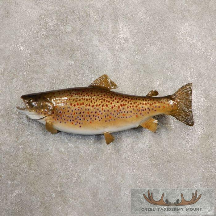 23" Brown Trout Taxidermy Fish Mount For Sale