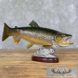 23.25" Brown Trout Taxidermy Fish Mount Taxidermy