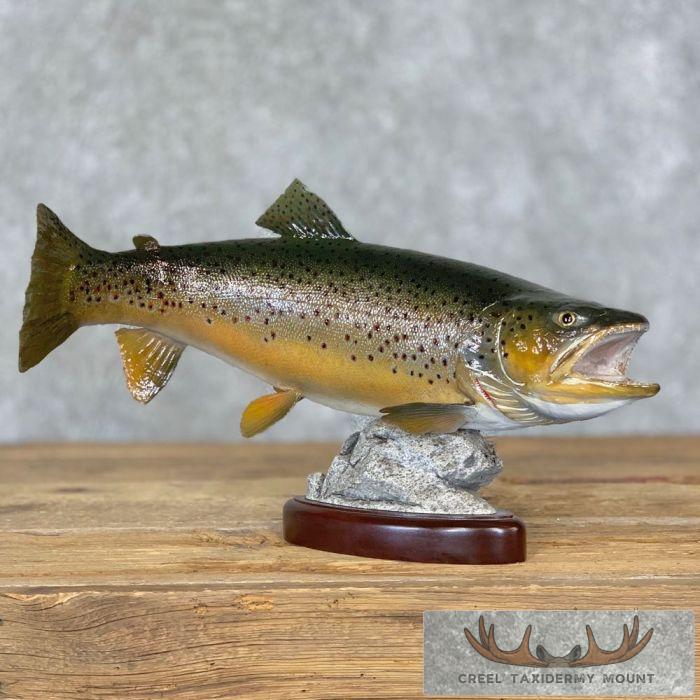 23.25" Brown Trout Taxidermy Fish Mount For Sale