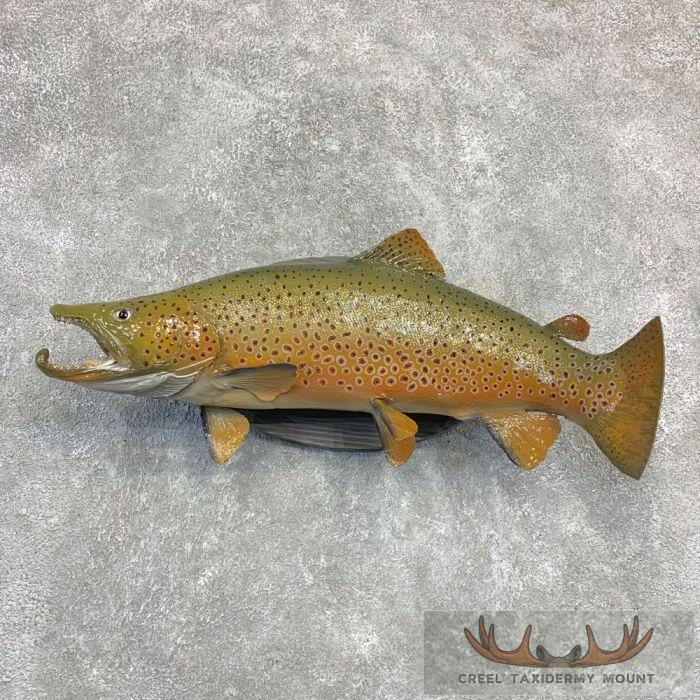 Brown Trout Taxidermy Fish Mount For Sale