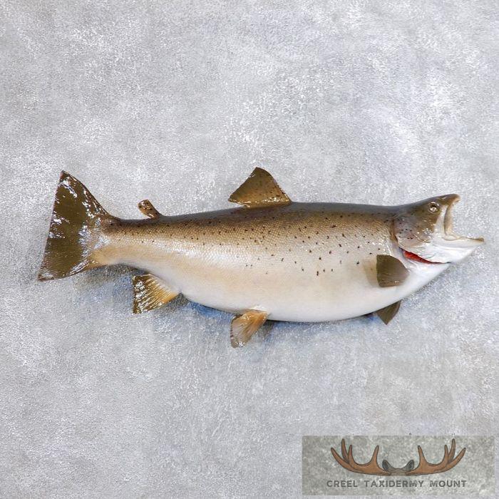 27" Brown Trout Fish Taxidermy Fish Mount For Sale