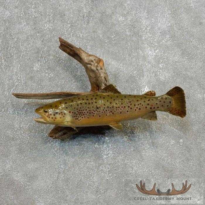 Buy Brown Trout Taxidermy Fish Mount Online