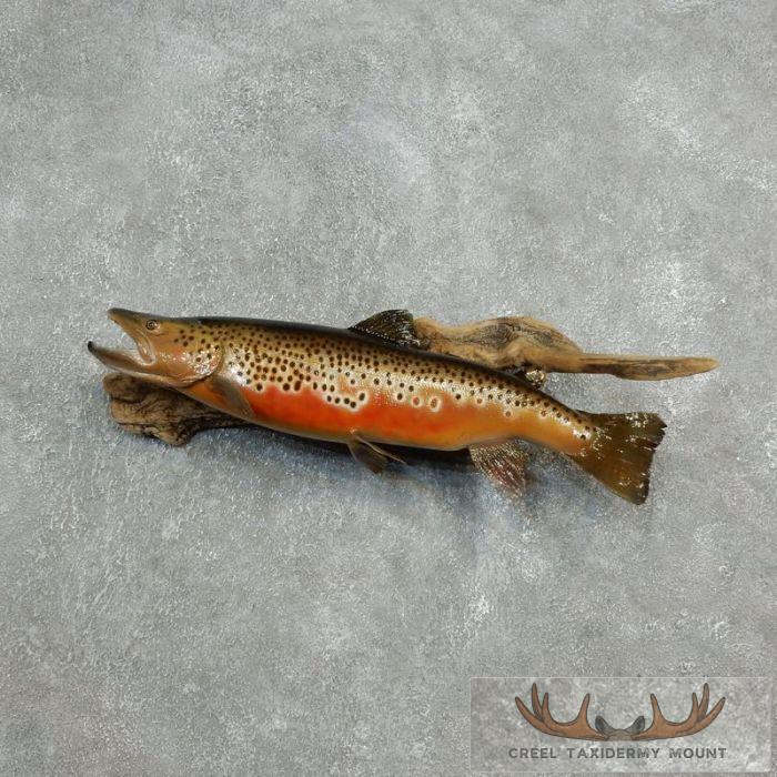 24" Brown Trout Taxidermy Fish Mount For Sale