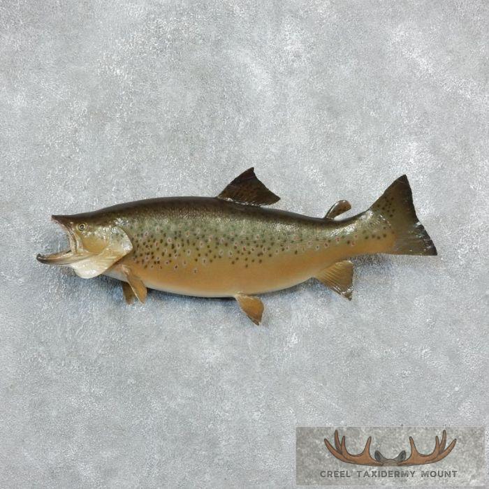 30" Brown Trout Taxidermy Fish Mount For Sale
