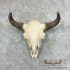 American Buffalo/Bison Skull Taxidermy Mount For Sale