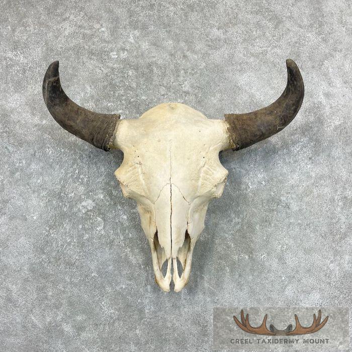 American Buffalo/Bison Skull Taxidermy Mount For Sale