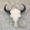 American Buffalo/Bison Skull Taxidermy Mount For Sale