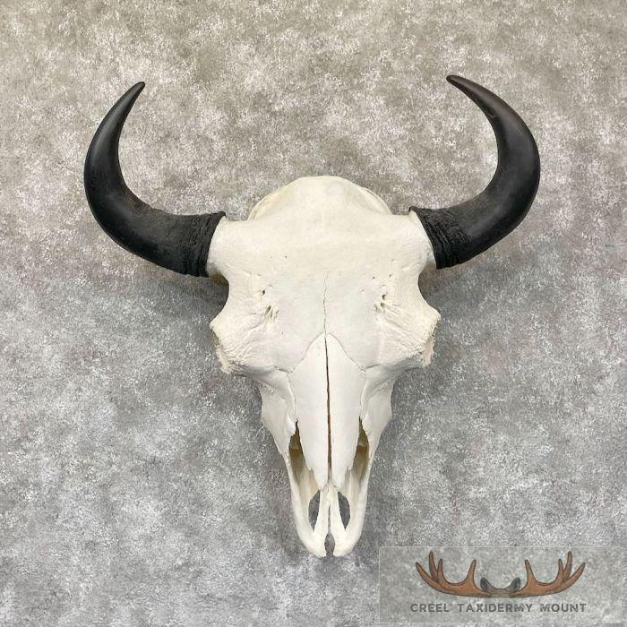 American Buffalo/Bison Skull Taxidermy Mount For Sale