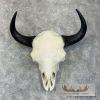 American Buffalo/Bison Skull Taxidermy Mount For Sale