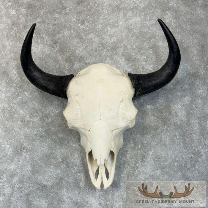 American Buffalo/Bison Skull Taxidermy Mount For Sale