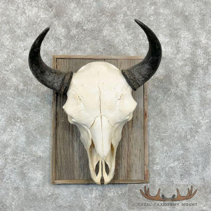 American Buffalo/Bison Skull Taxidermy Mount For Sale