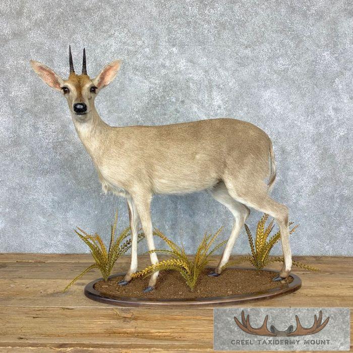Bush Duiker Life-Size Taxidermy Mount For Sale
