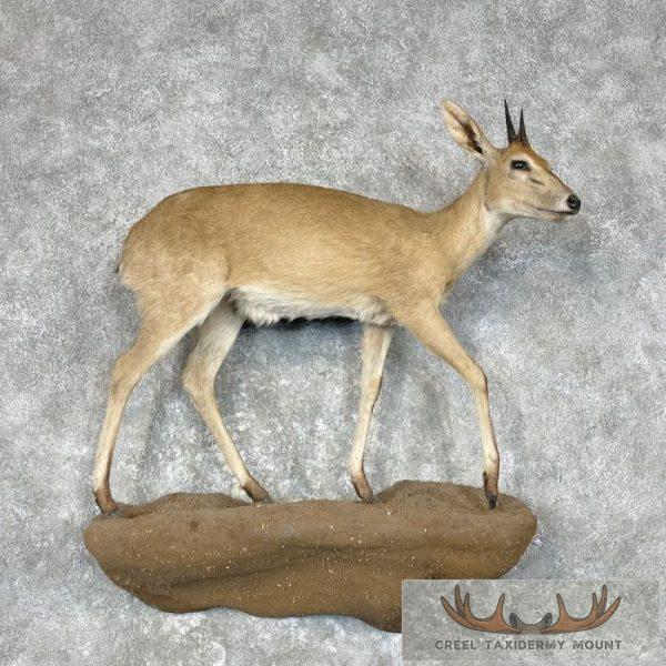 Bush Duiker Life-Size Taxidermy Mount For Sale
