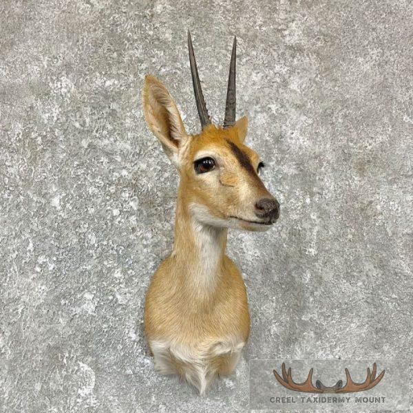 Bush Duiker Taxidermy Shoulder Mount For Sale