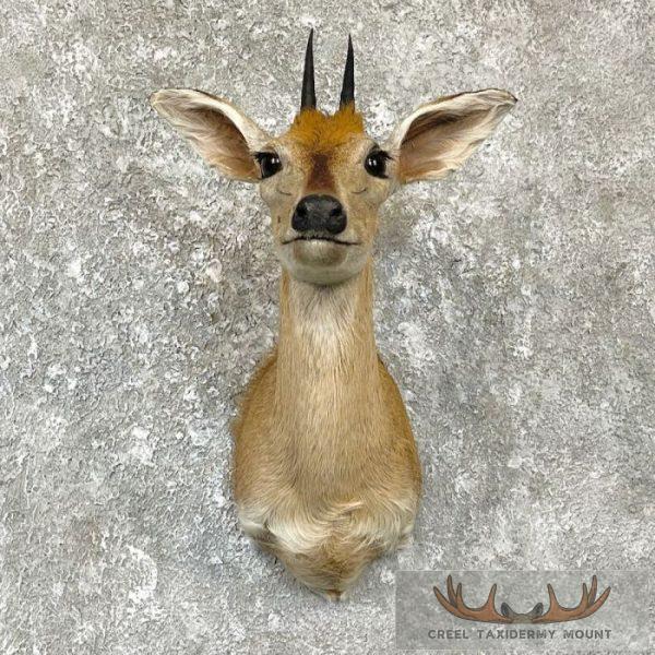 Bush Duiker Taxidermy Shoulder Mount For Sale