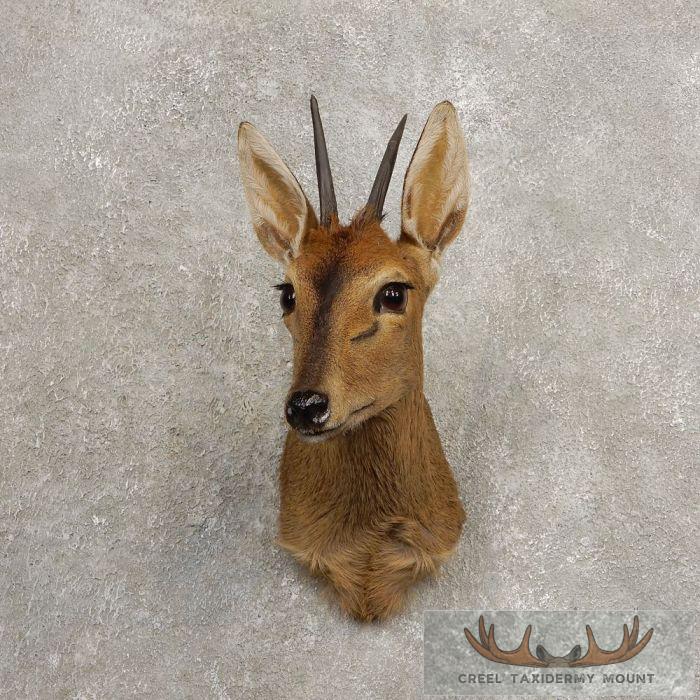 Bush Duiker Taxidermy Shoulder Mount For Sale