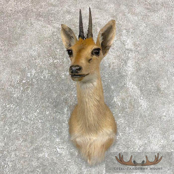 Bush Duiker Taxidermy Shoulder Mount For Sale