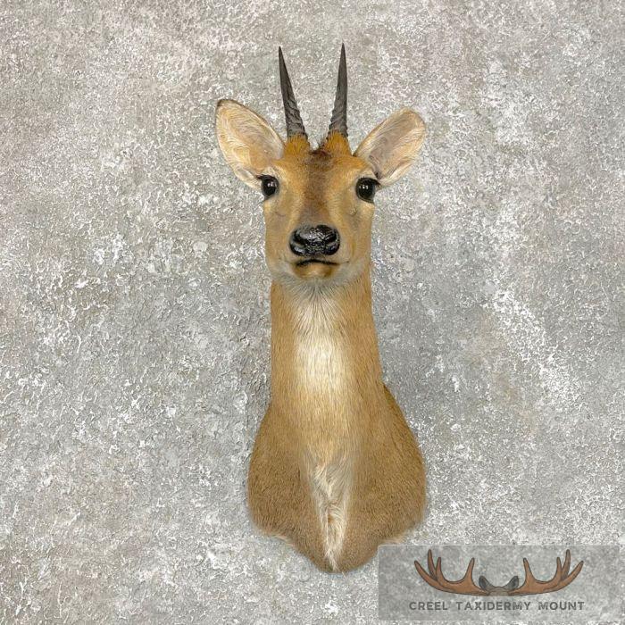 Bush Duiker Taxidermy Shoulder Mount For Sale
