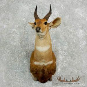 Cape Bushbuck Taxidermy Shoulder Mount Taxidermy