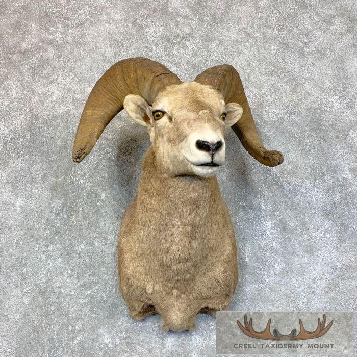 California Bighorn Sheep Taxidermy Shoulder Mount For Sale