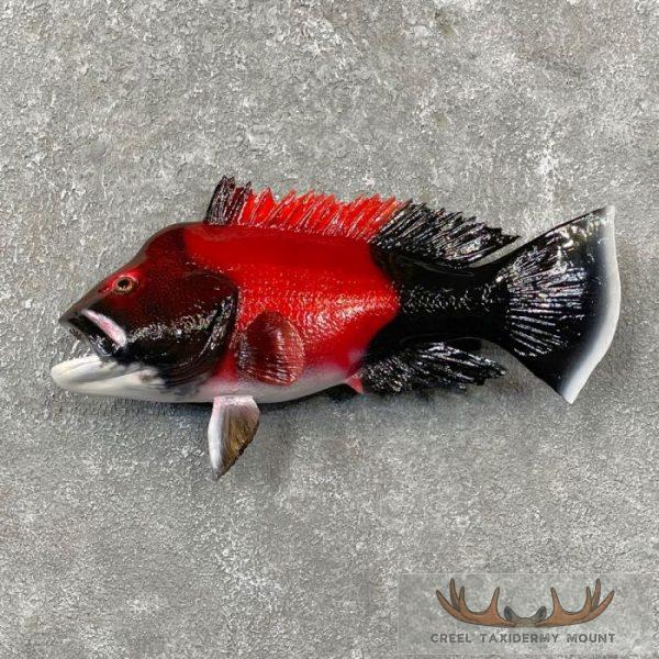 California Sheephead Taxidermy Fish Mount For Sale