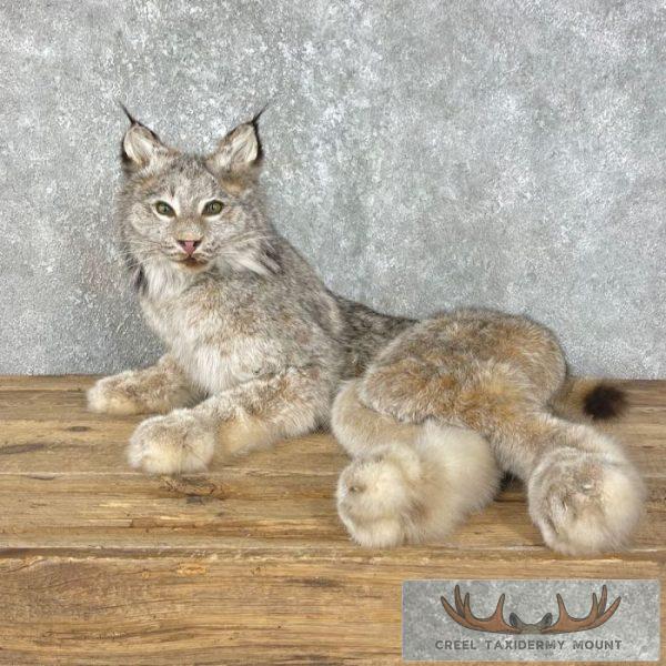Canadian Lynx Life Size Taxidermy Mount For Sale