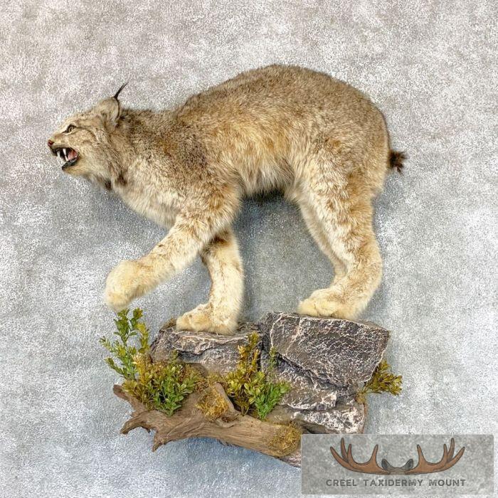 Canadian Lynx Life Size Taxidermy Mount For Sale