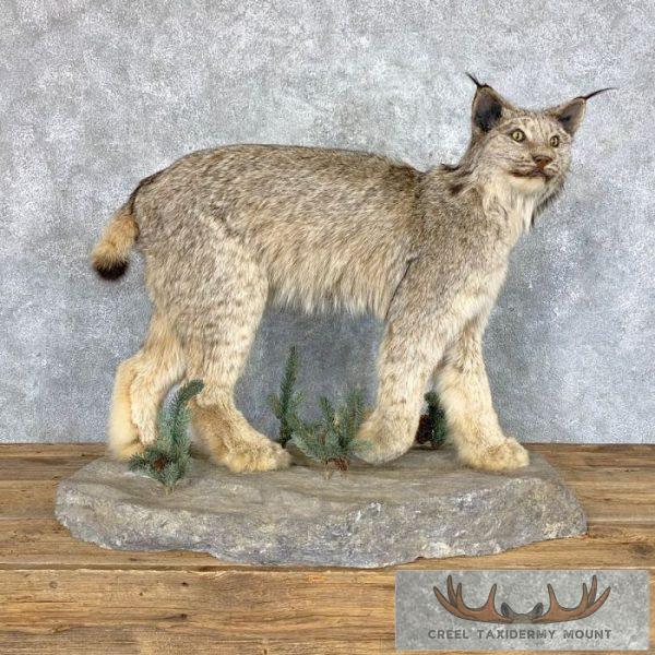 Canadian Lynx Life Size Taxidermy Mount For Sale