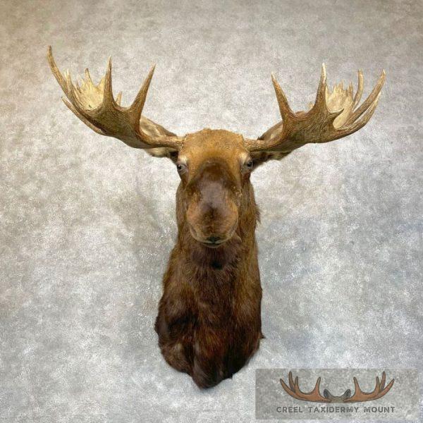 Canadian Moose Taxidermy Shoulder Mount For Sale