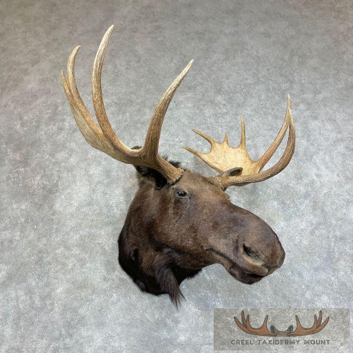 Shiras Moose Taxidermy Shoulder Mount For Sale