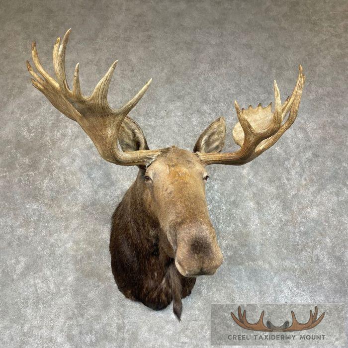Western Canada Moose Taxidermy Shoulder Mount For Sale