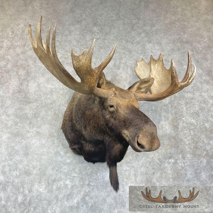 Western Canada Moose Taxidermy Shoulder Mount For Sale
