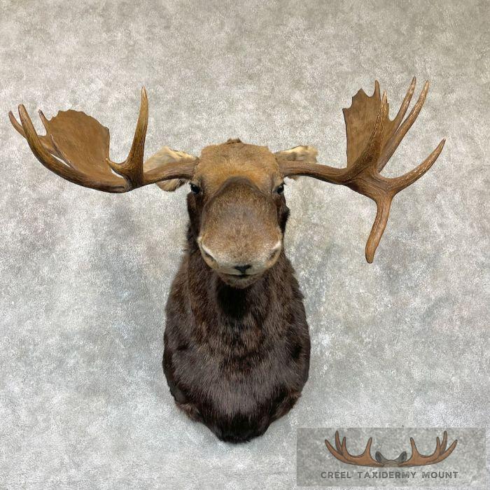 Canadian Moose Head Taxidermy Shoulder Mount For Sale