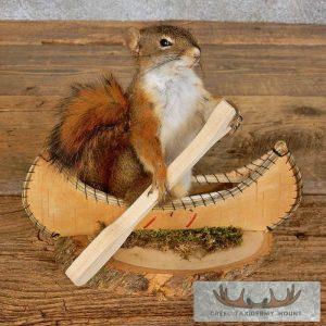 Canoe Squirrel Novelty Taxidermy Mount Taxidermy