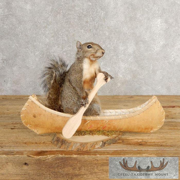 Canoe Grey Squirrel Novelty Taxidermy Mount For Sale