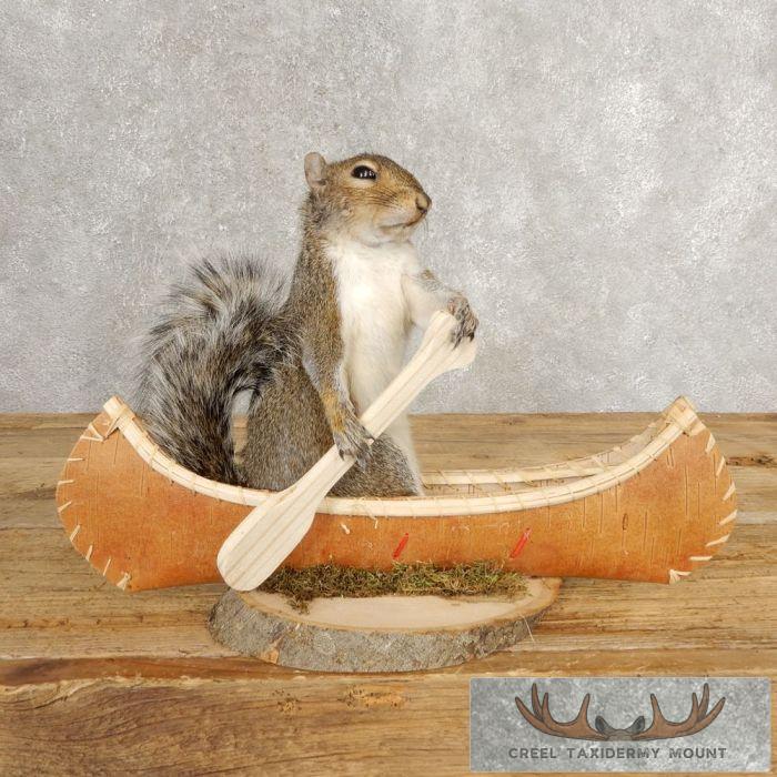 Canoe Grey Squirrel Novelty Taxidermy Mount For Sale