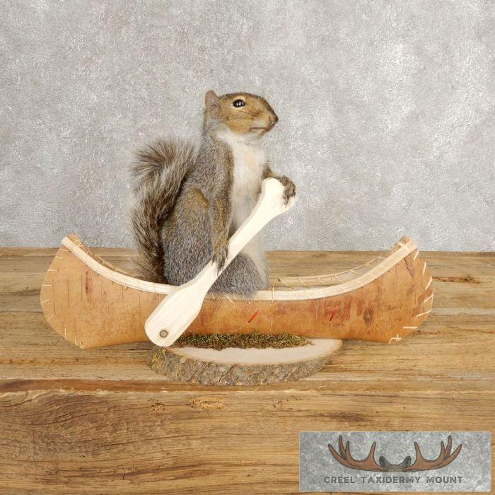 Canoe Grey Squirrel Novelty Taxidermy Mount For Sale