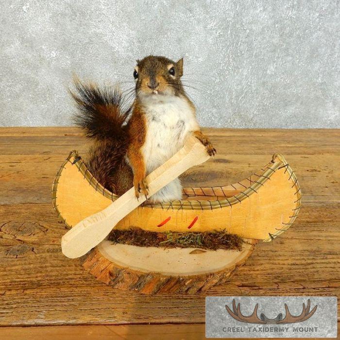 Novelty Red Squirrel Taxidermy Mount For Sale