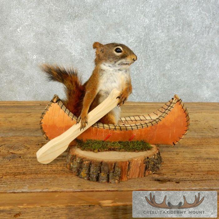 Novelty Red Squirrel Taxidermy Mount For Sale