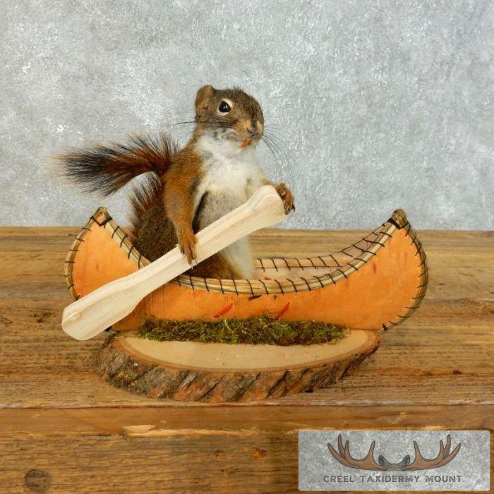 Novelty Red Squirrel Taxidermy Mount For Sale