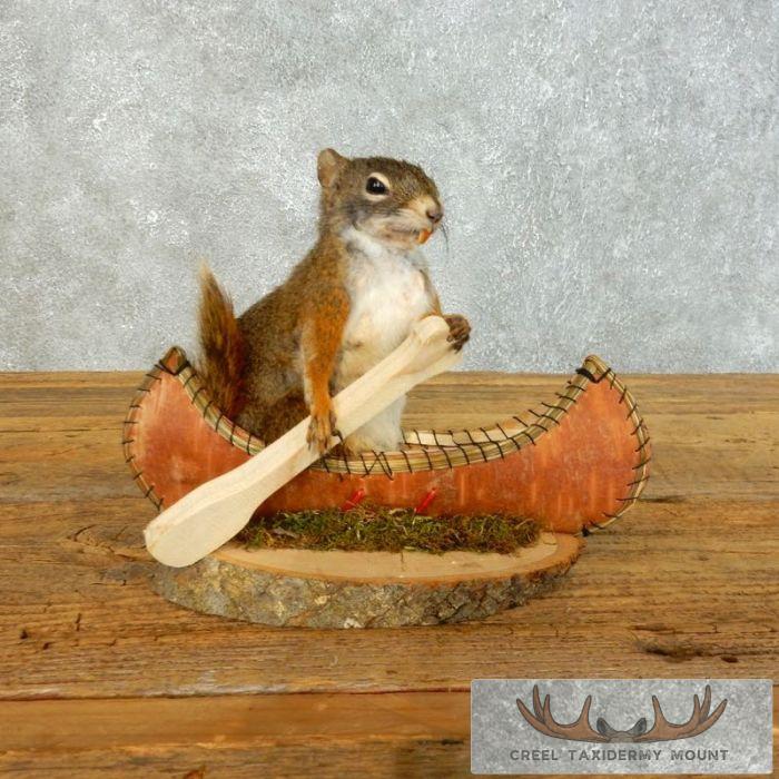Novelty Red Squirrel Taxidermy Mount For Sale