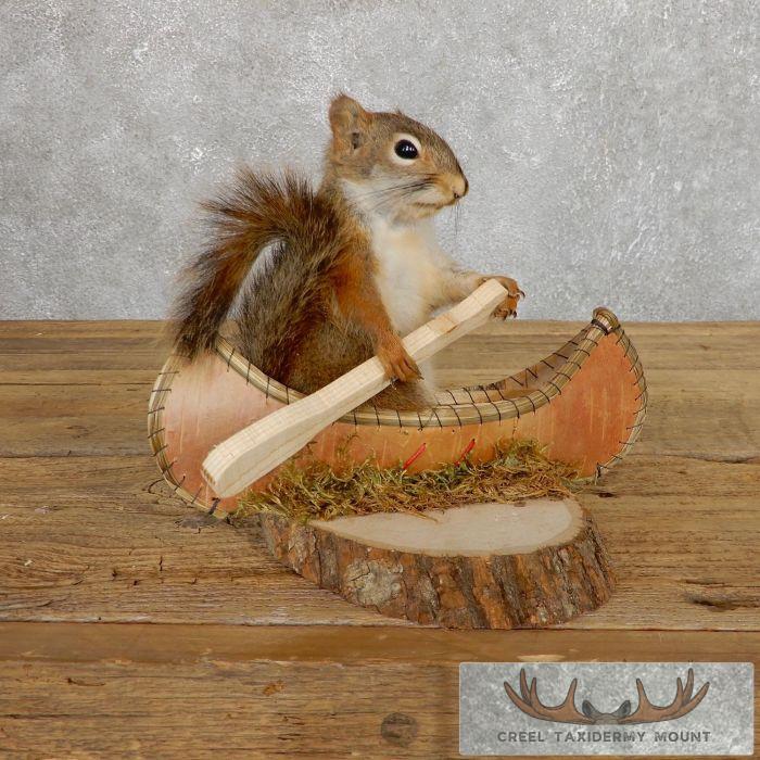 Novelty Red Squirrel Taxidermy Mount For Sale