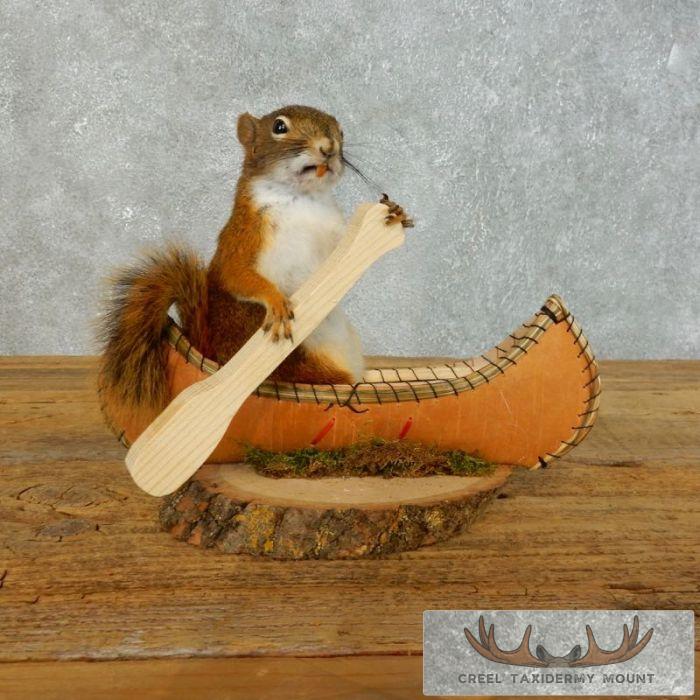 Novelty Red Squirrel Taxidermy Mount For Sale